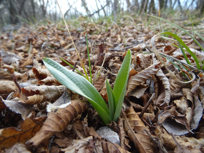 sono tutte 3 rosette basali di orchidea ?